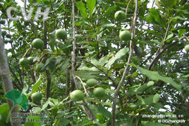 Orchard Wind Fan for Macadamia Ternifolia Tree (FSJ-85)